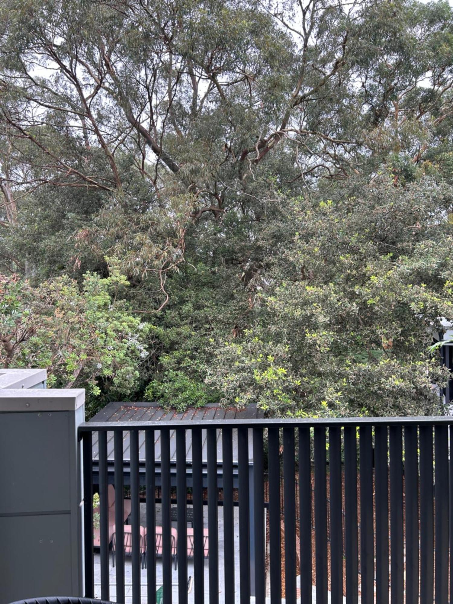 Bushland Setting Close To Sydney Cbd- Stand Alone Apartment Exterior foto